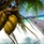 Coco Bodu Hithi Кокосовые Пальмы На Мальдивах