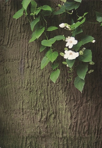 Wapa Di Ume Resort & Spa