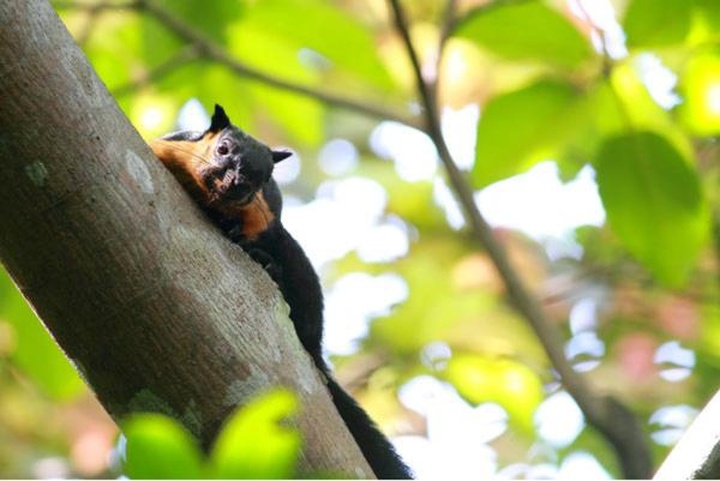 Ambong-Ambong Langkawi Rainforest Retreat