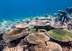 Eriyadu Island Resort