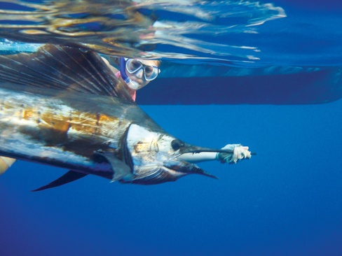 Four Seasons Resort Seychelles At Desroches Island