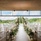 Anantara Layan Phuket Resort