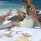 La Belle Tortue Lodge & Restaurant