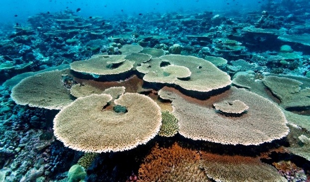 The Barefoot Eco Hotel