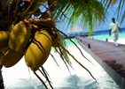 Coco Bodu Hithi Кокосовые Пальмы На Мальдивах