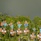 Banyan Three Phuket