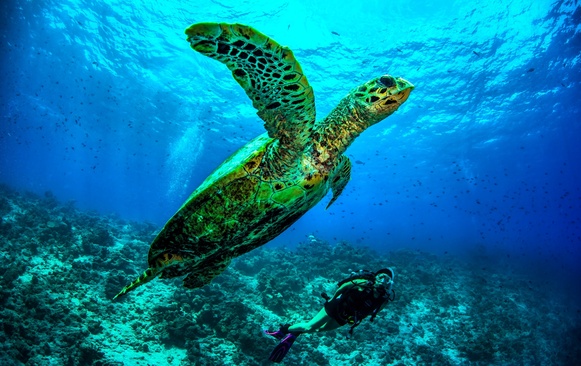 Dusit Thani Maldives Морские Черепахи