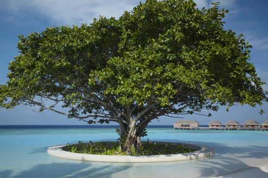 Dusit Thani Maldives