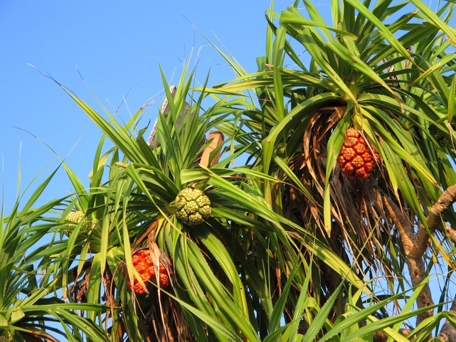 The Barefoot Eco Hotel