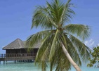 Bandos Maldives Вид На Ресторан