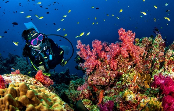 Cinnamon Velifushi Maldives Домашний Риф При Отеле  