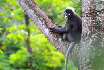 Ambong-Ambong Langkawi Rainforest Retreat