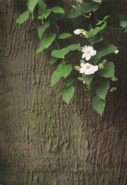 Wapa Di Ume Resort & Spa