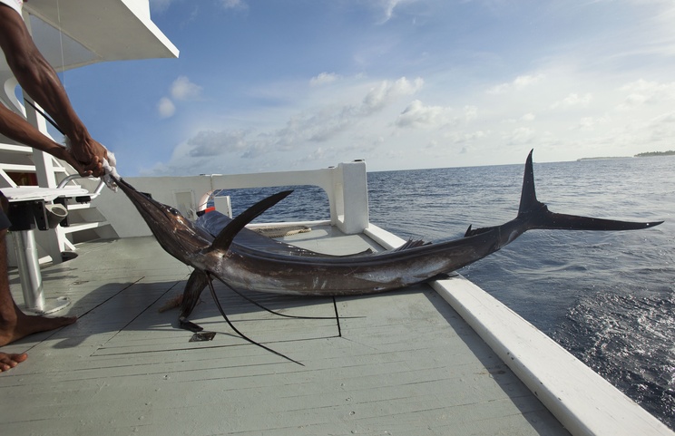 Taj Coral Reef Resort & Spa