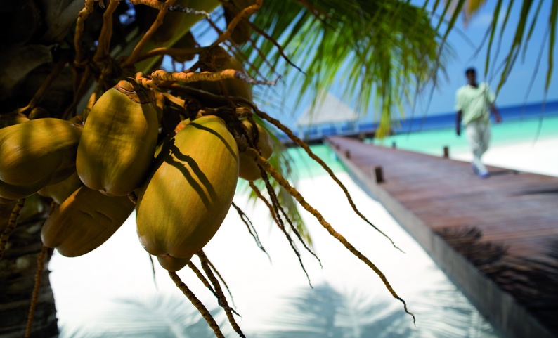 Coco Bodu Hithi Кокосовые Пальмы На Мальдивах
