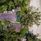 The Oberoi Mauritius