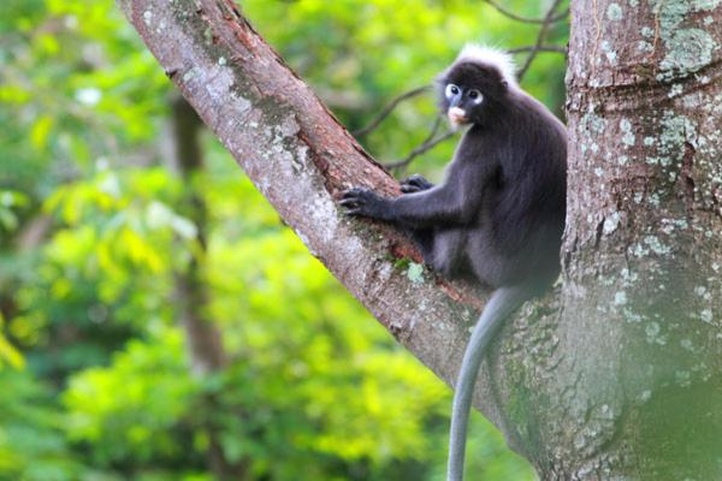 Ambong-Ambong Langkawi Rainforest Retreat