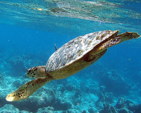 The Barefoot Eco Hotel