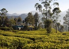 Ceylon Tea Trails