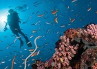 Four Seasons Resort Maldives At Landaa Giraavaru Подводный Мир
