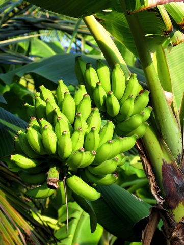 The Barefoot Eco Hotel