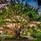 Banyan Tree Seychelles