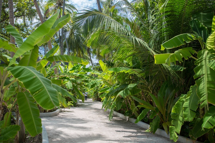 Malahini Kuda Bandos