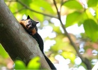 Ambong-Ambong Langkawi Rainforest Retreat