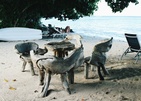 Crown Beach Hotel Seychelles