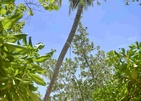 Bandos Maldives Краски Острова
