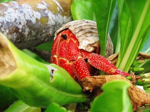 The Barefoot Eco Hotel