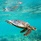 La Belle Tortue Lodge & Restaurant