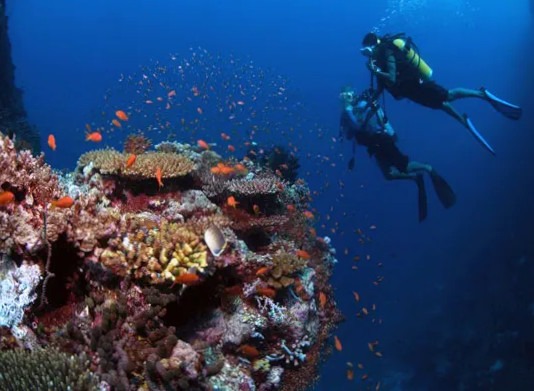 Дайвинг на Мальдивах от компании Maldives Bonus