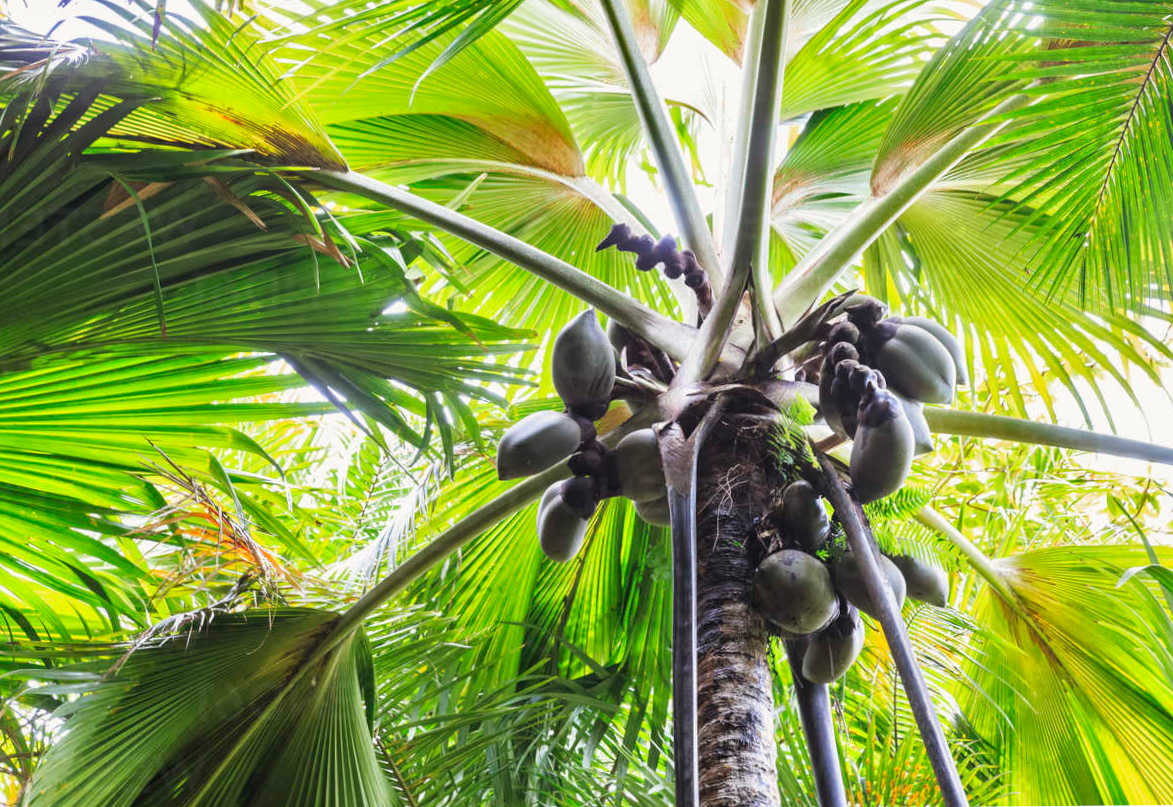 Пальма Коко-Де-Мер (Coco-de-Mer) на Праслине, Сейшелы